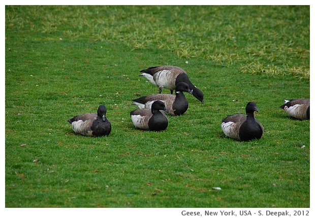 Geese in New York - S. Deepak, 2012