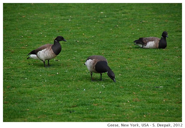 Geese in New York - S. Deepak, 2012