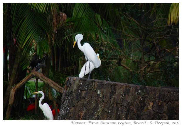 Herons in Para, amazon region, Brazil - S. Deepak, 2011