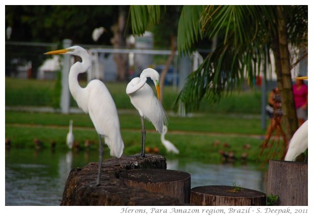 Herons in Para, amazon region, Brazil - S. Deepak, 2011