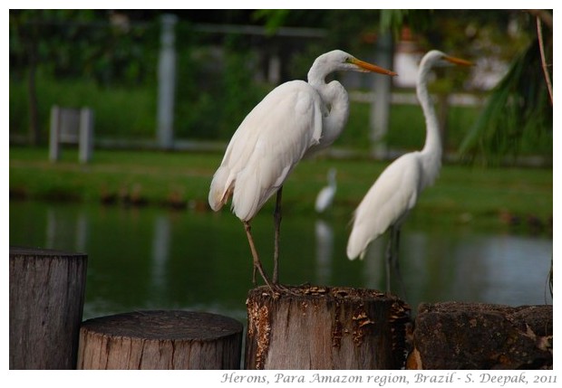 Herons in Para, amazon region, Brazil - S. Deepak, 2011