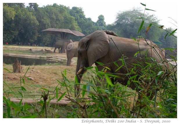 Elephants, Delhi zoo, India - images by S. Deepak