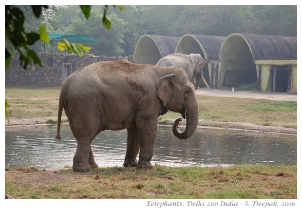Elephants, Delhi zoo, India - images by S. Deepak