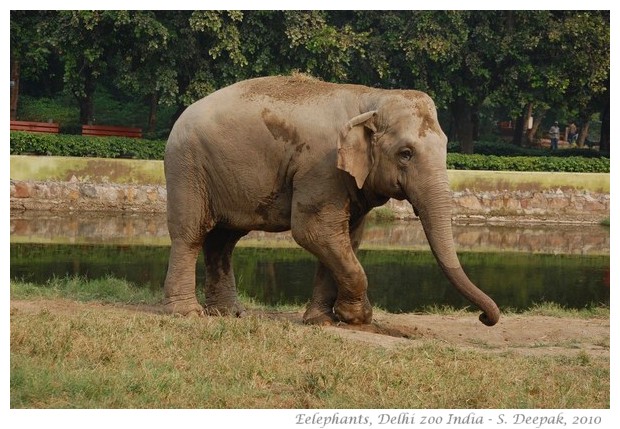 Elephants, Delhi zoo, India - images by S. Deepak