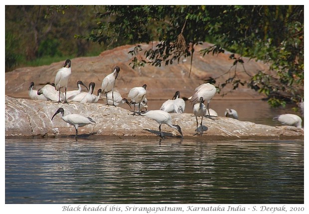 Black headed ibis, Karnataka, India - S. Deepak, 2010