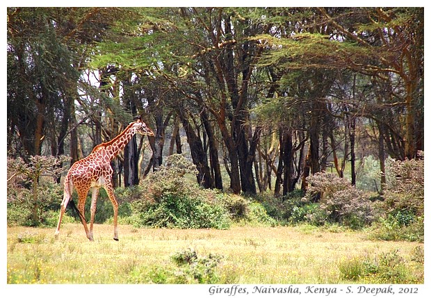 Giraffes, Kenya - S. Deepak, 2012