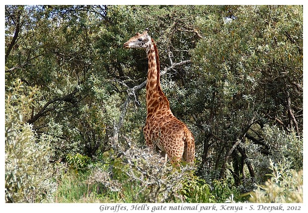 Giraffes, Kenya - S. Deepak, 2012