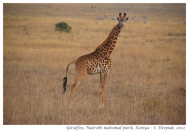 Giraffes, Kenya - S. Deepak, 2012