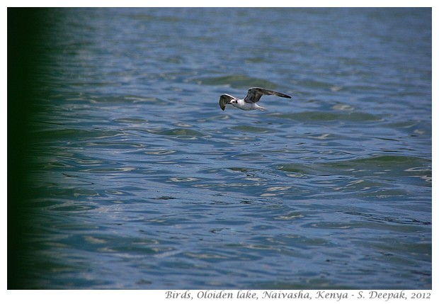 Naivasha, Kenya - flying water birds - S. Deepak, 2012