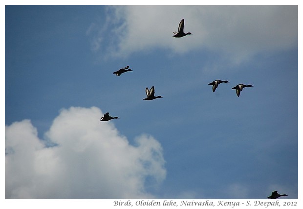 Naivasha, Kenya - flying water birds - S. Deepak, 2012
