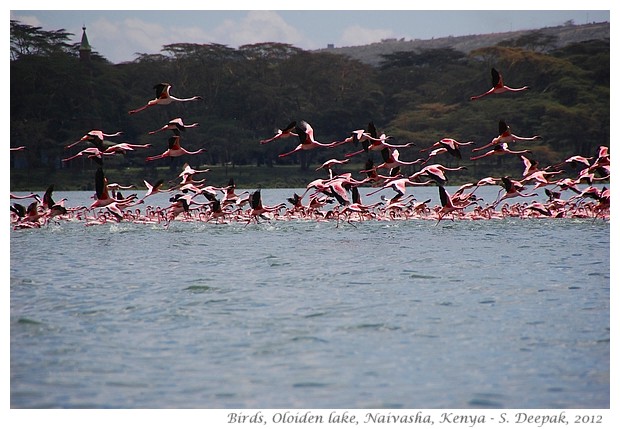 Naivasha, Kenya - flying water birds - S. Deepak, 2012