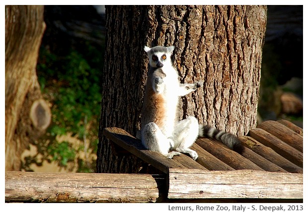 Lemurs, Rome zoo, Italy - S. Deepak, 2013