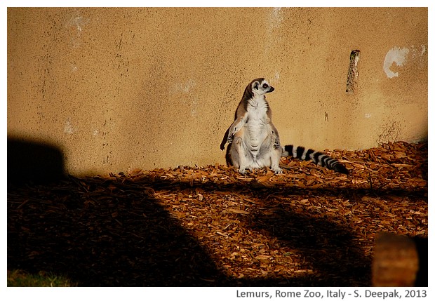 Lemurs, Rome zoo, Italy - S. Deepak, 2013