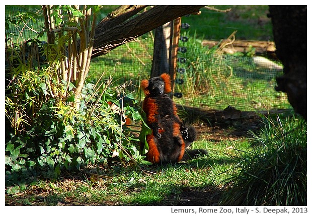 Lemurs, Rome zoo, Italy - S. Deepak, 2013