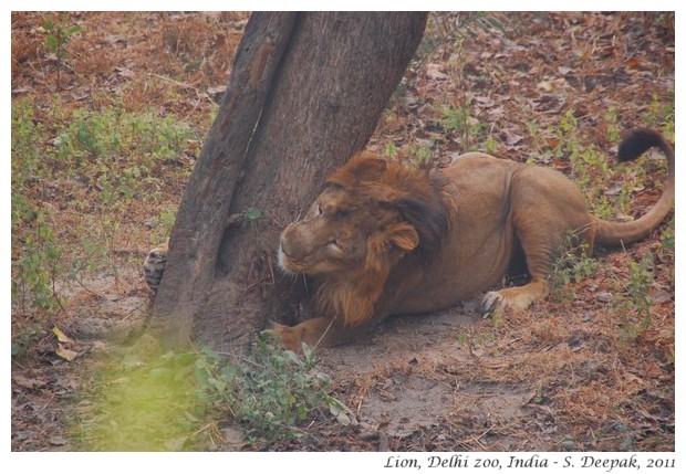 Lion, Delhi zoo, India - S. Deepak, 2011