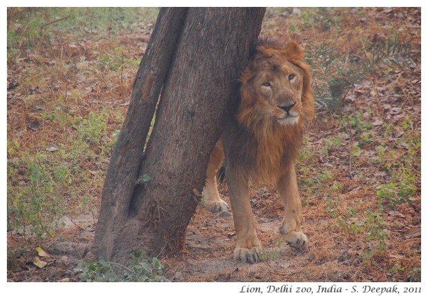 Lion, Delhi zoo, India - S. Deepak, 2011