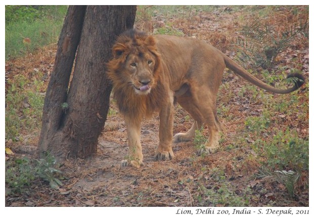 Lion, Delhi zoo, India - S. Deepak, 2011