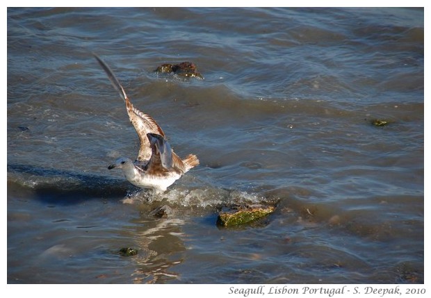 Flying seagull, Lisbon, Portugal - S. Deepak, 2010