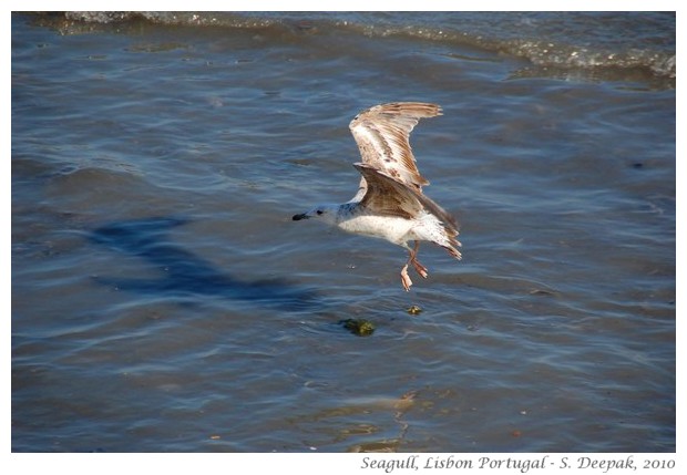 Flying seagull, Lisbon, Portugal - S. Deepak, 2010