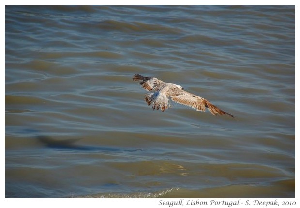 Flying seagull, Lisbon, Portugal - S. Deepak, 2010