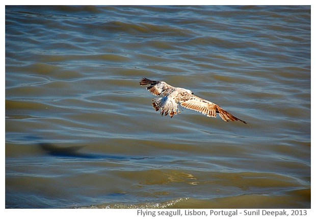 Seagull's flight, Lisbon, Portugal - images by Sunil Deepak, 2013