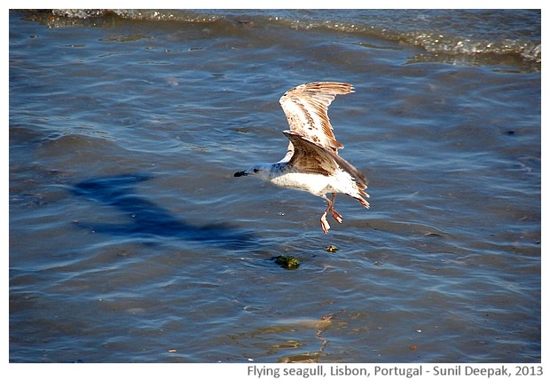 Seagull's flight, Lisbon, Portugal - images by Sunil Deepak, 2013