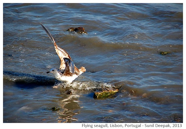 Seagull's flight, Lisbon, Portugal - images by Sunil Deepak, 2013