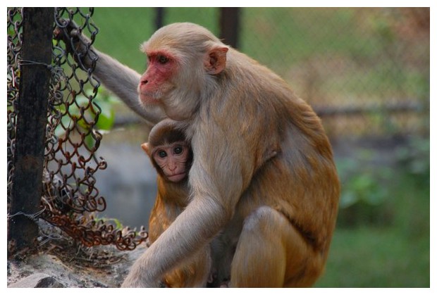 Macaco monkey mother and baby, Delhi, India