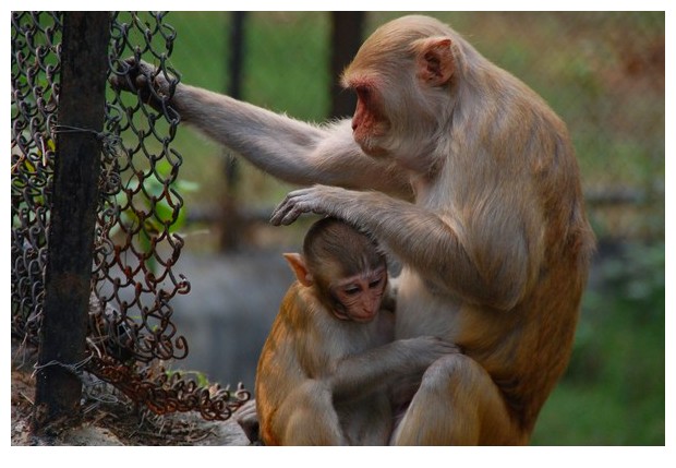Macaco monkey mother and baby, Delhi, India