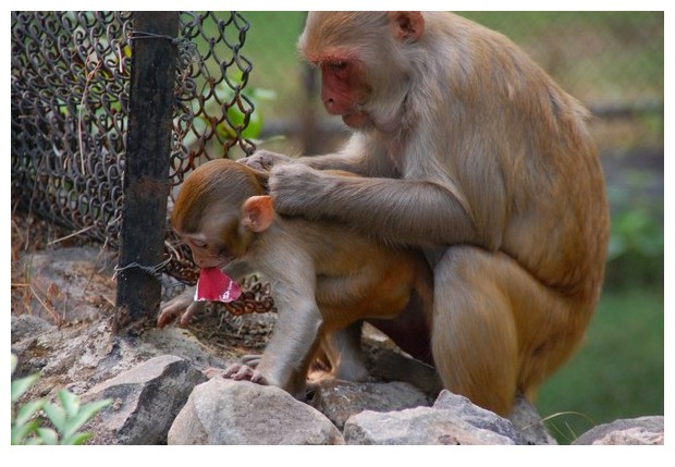 Macaco monkey mother and baby, Delhi, India