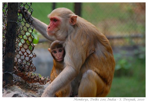 Mother and baby monkey, Delhi zoo - images by S. Deepak