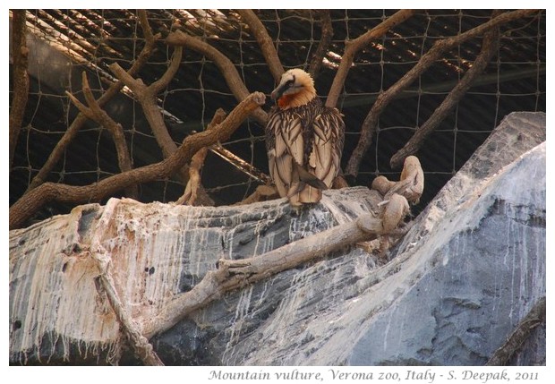 Mountain Vultures, Verona zoo - images by S. Deepak