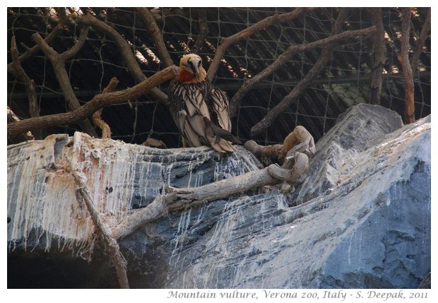 Mountain Vultures, Verona zoo - images by S. Deepak