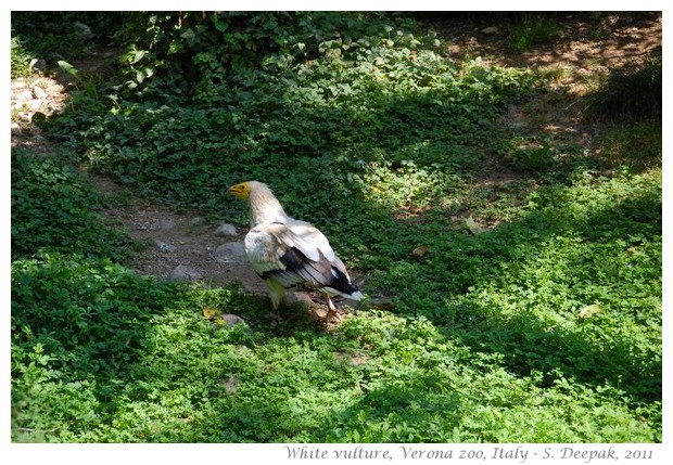 Mountain Vultures, Verona zoo - images by S. Deepak