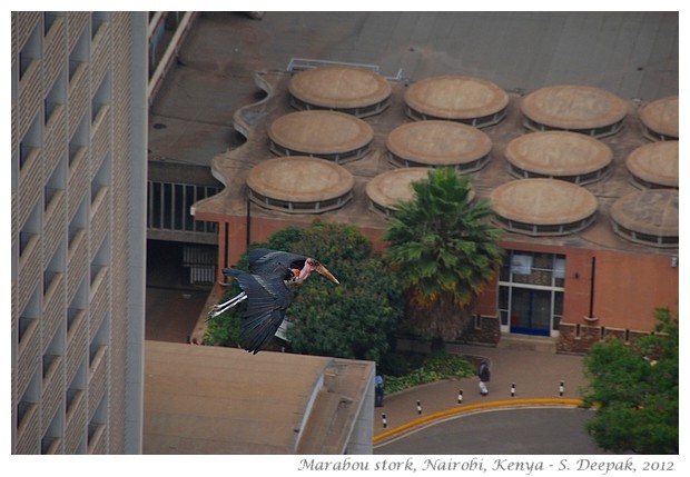 Marabou stork, Kenya - S. Deepak, 2012