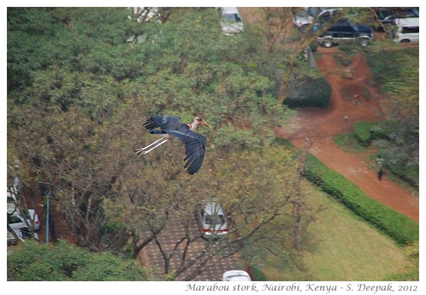 Marabou stork, Kenya - S. Deepak, 2012