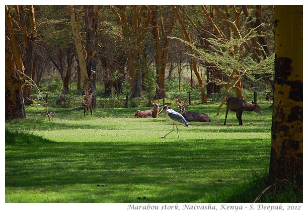 Marabou stork, Kenya - S. Deepak, 2012