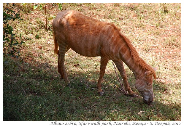 Safariwalk zoo, albino zebra, Nairobi Kenya - S. Deepak, 2012