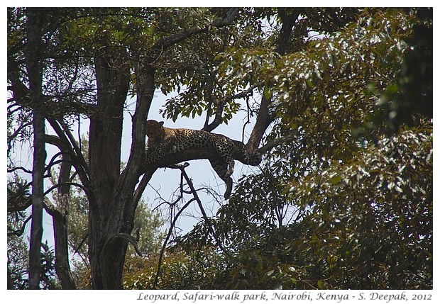 Safariwalk zoo, leopard, Nairobi Kenya - S. Deepak, 2012