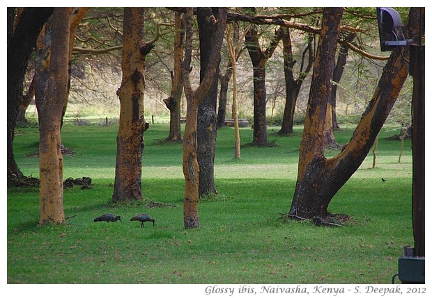 Glossy ibis, Naivasha, Kenya - S. Deepak, 2012