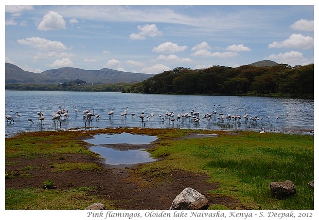 Lesser flamingos, Naivasha, Kenya - S. Deepak, 2012