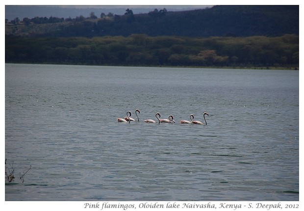 Lesser flamingos, Naivasha, Kenya - S. Deepak, 2012