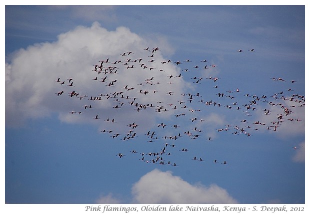 Lesser flamingos, Naivasha, Kenya - S. Deepak, 2012