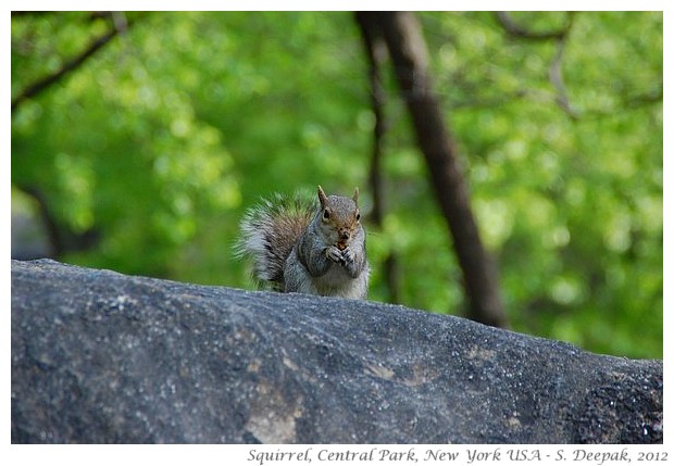 Squirells, New York - S. Deepak, 2012