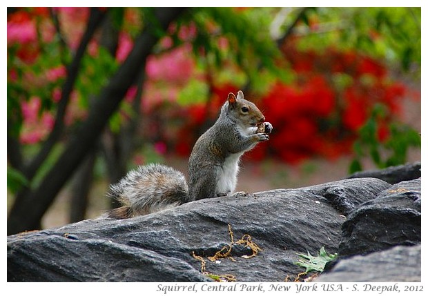 Squirells, New York - S. Deepak, 2012