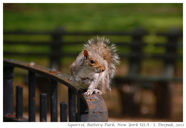 Squirells, New York - S. Deepak, 2012