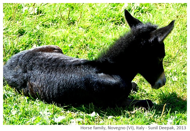 Horse family, Novegno, Schio (VI), Italy - images by Sunil Deepak