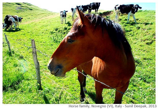 Horse family, Novegno, Schio (VI), Italy - images by Sunil Deepak