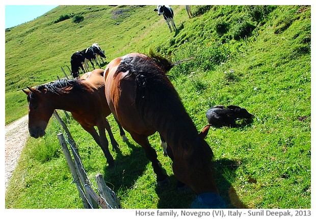 Horse family, Novegno, Schio (VI), Italy - images by Sunil Deepak