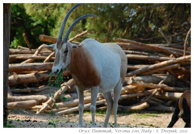 Oryx Dammah, Verona zoo, Italy - images by S. Deepak